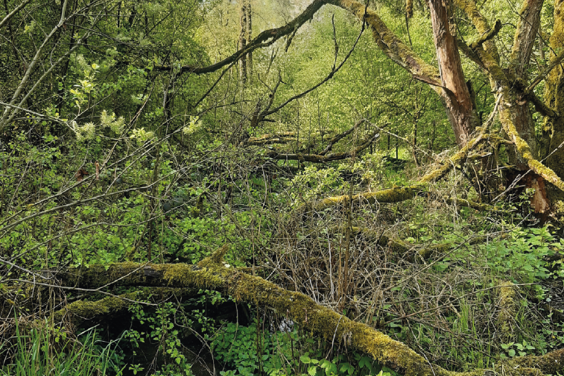 Le bois mort, un &eacute;l&eacute;ment structurant des rivi&egrave;res