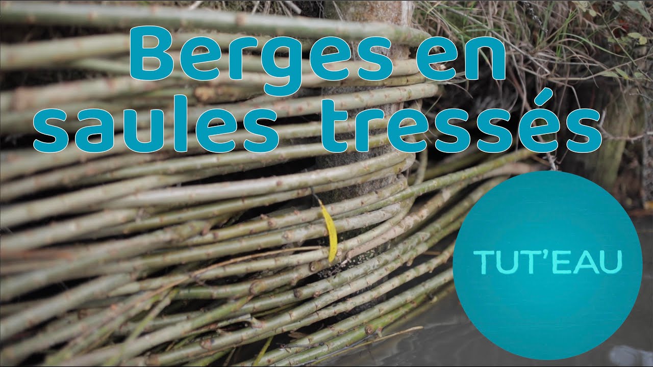 Tut’EAU - Tresser des perches de saule pour protéger ses berges !
