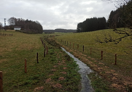 Des haies, une réponse naturelle à l’obligation de clôture