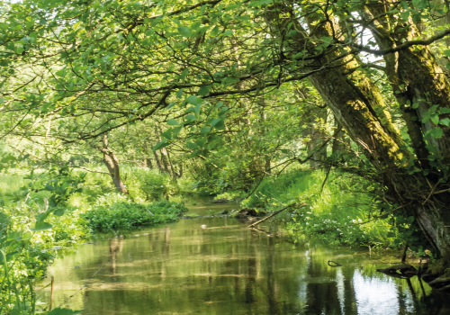 Les ripisylves : des forêts en bord d’eau aux multiples rôles