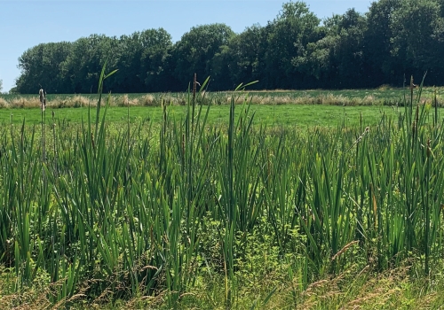 Les herbacées des zones humides à préserver